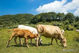 厄德高半场数据：1射1正1进球 传球成功率90.5% 评分7.8全场最高